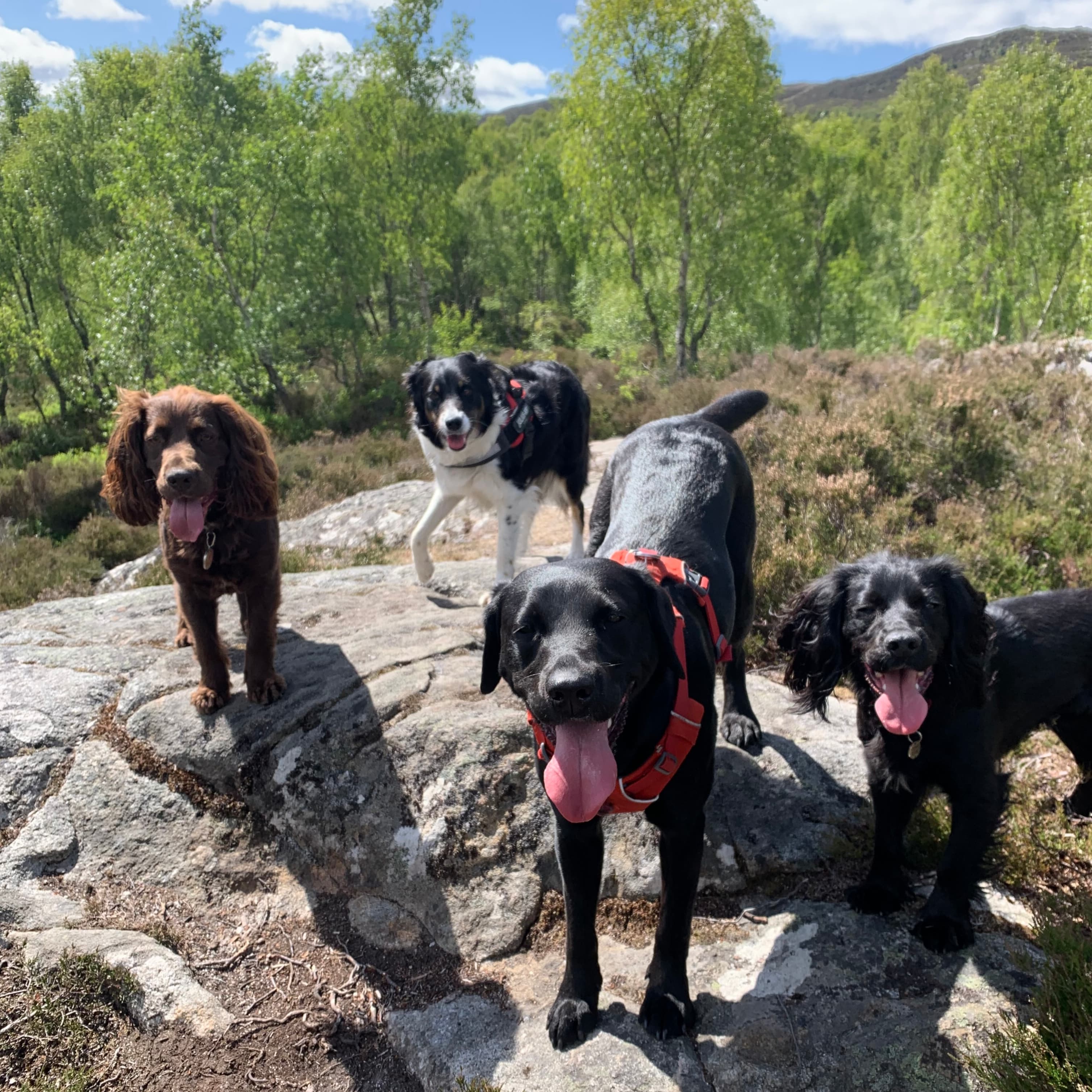 Dog walking service