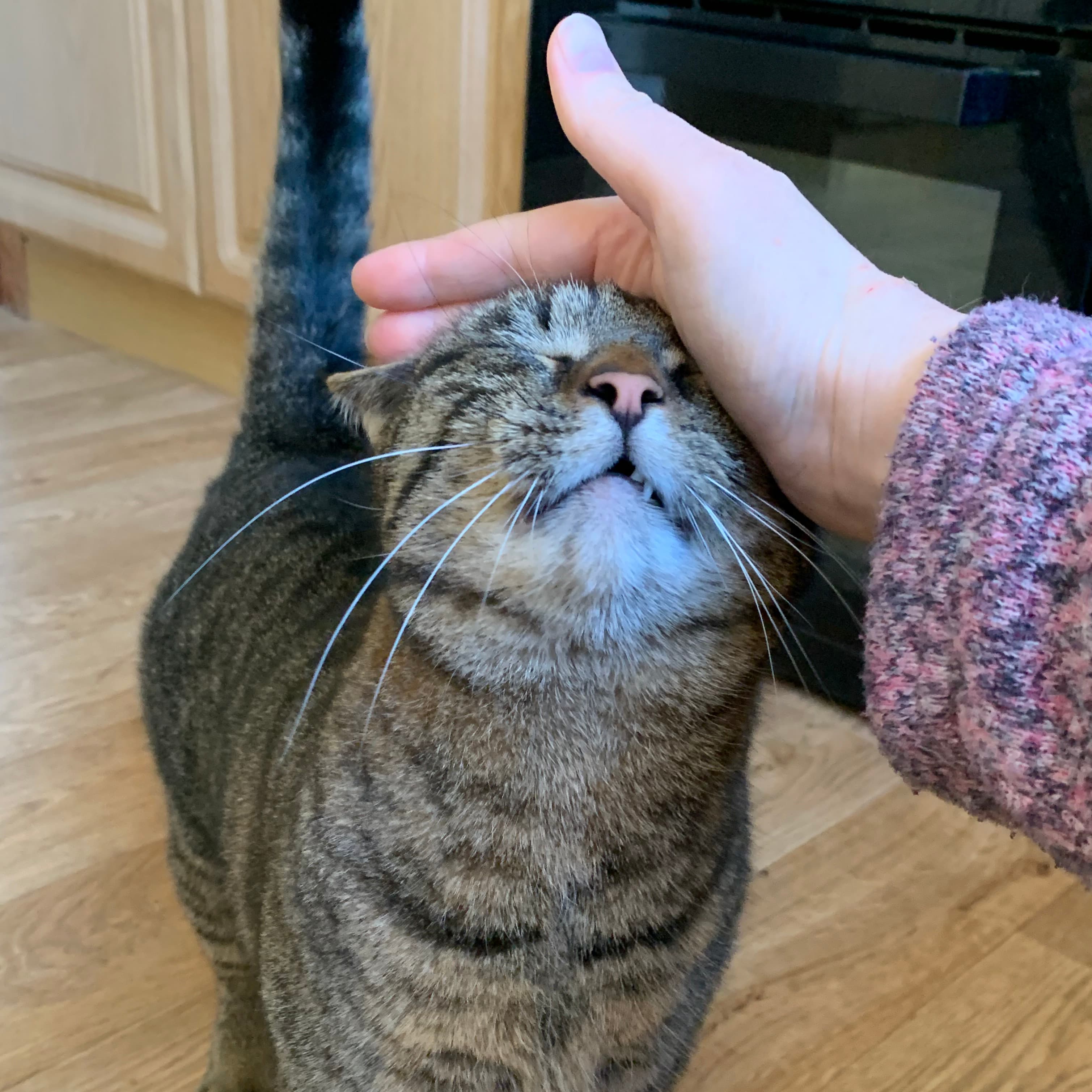 Pet sitting service